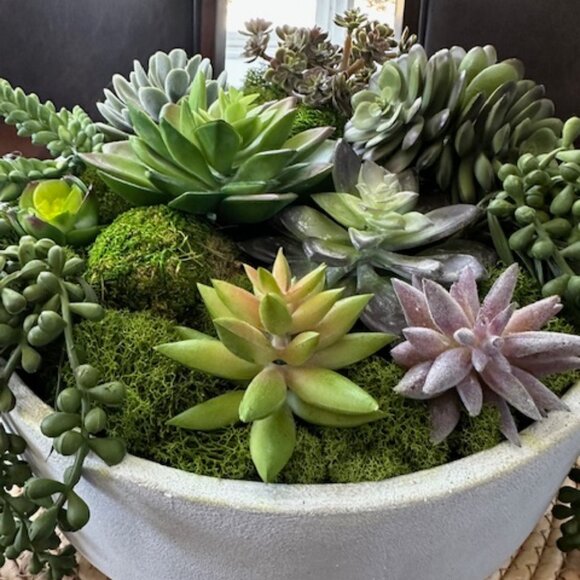 Zen Large Succulent and Moss in Concrete Bowl- Modern Nature Centerpiece - Picture 2 of 7
